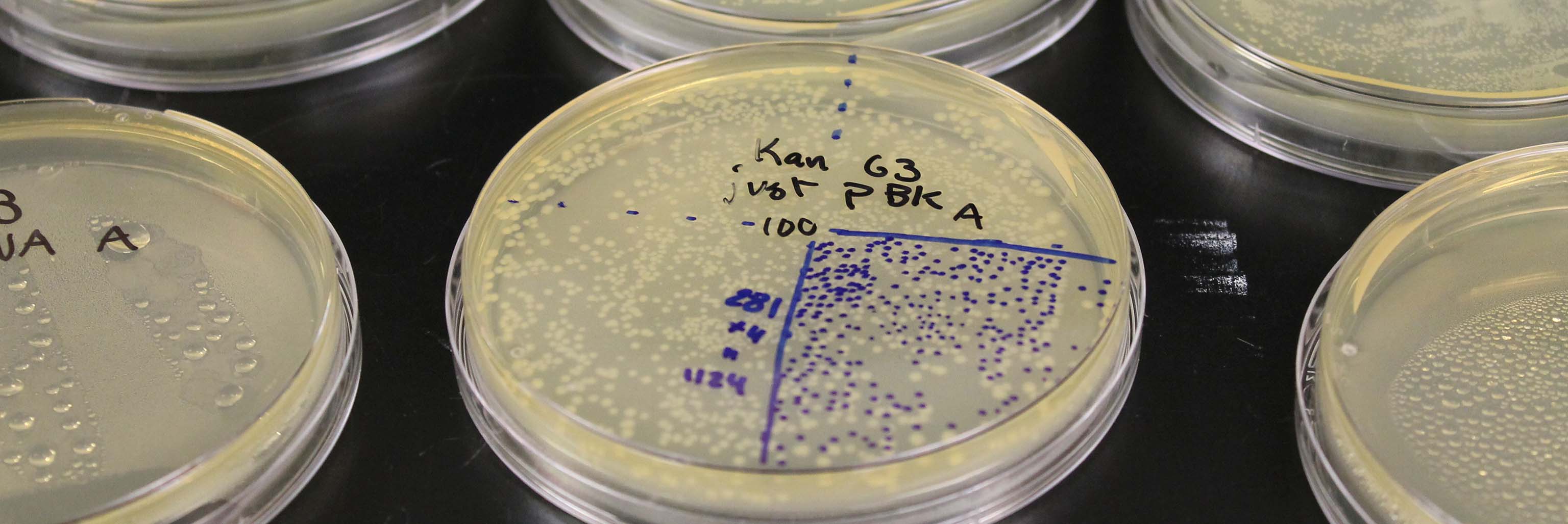 culture plates