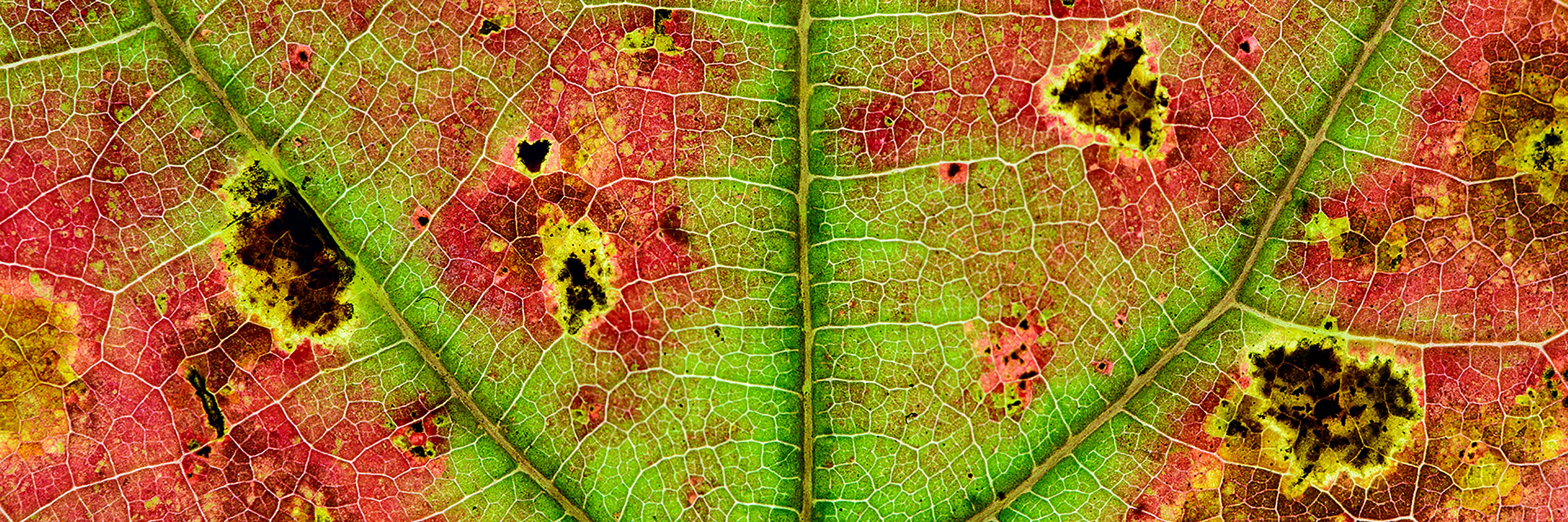 A close up of the veins of a diseased leaf.