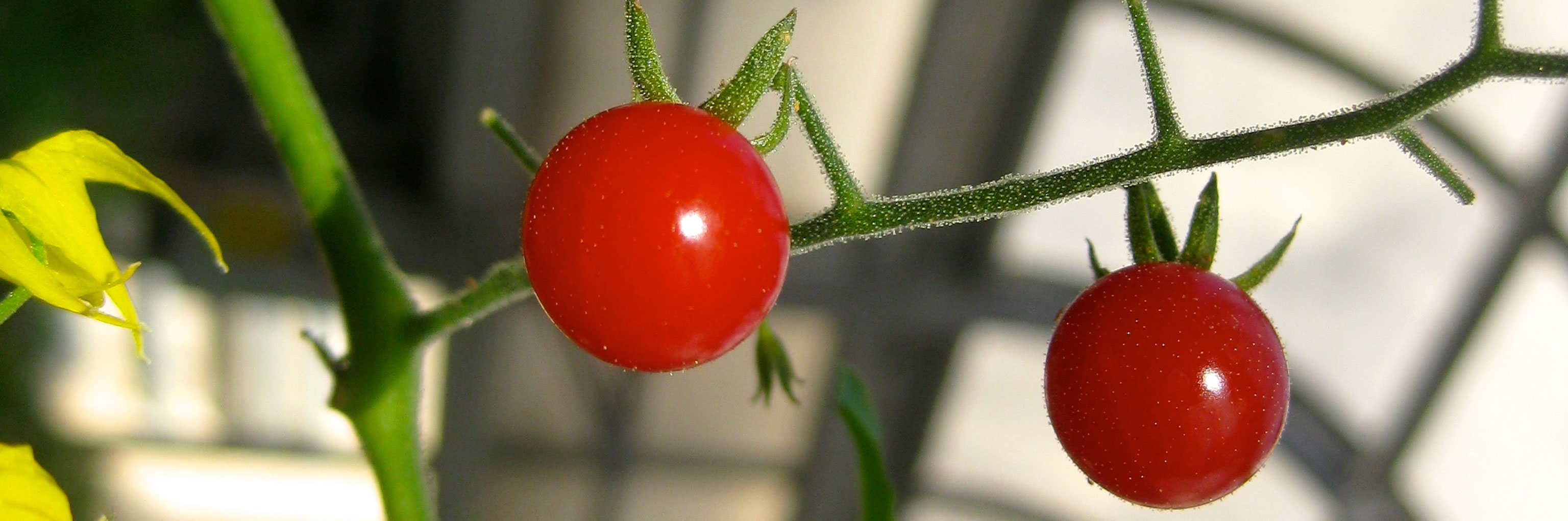 Close up of a cherry tomato