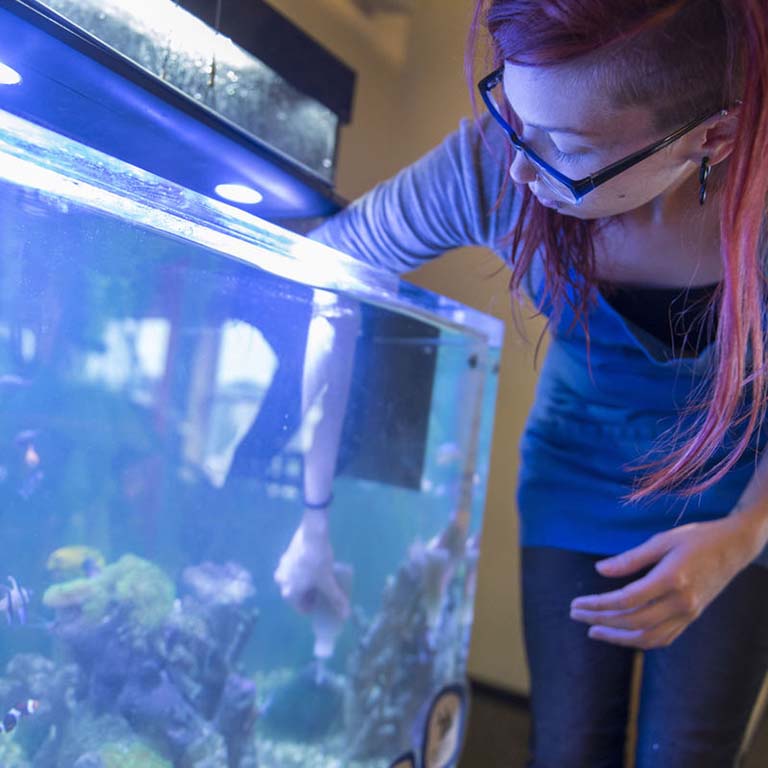 Sam Couch, animal exhibits manager at WonderLab, feeds the coral reef animals and fish in the Wonder Under the Wave: Coral Reef Aquarium exhibit at the WonderLab Museum of Science, Health, and Technology in Bloomington, IN.  Chris Howell, Herald-Times