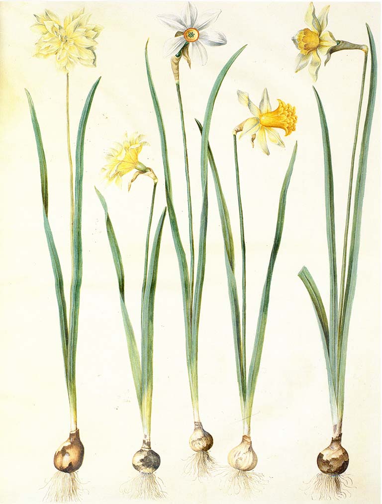 Image of various daffodils from the “Gottorfer Codex,” a four-volume work depicting flowers and edible or medicinal plants, created by painter Hans Simon Holtzbecker between 1649 and 1659.