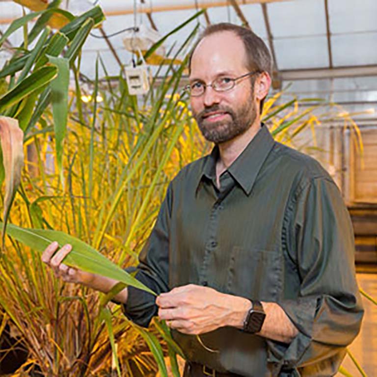 Edward Buckler in greenhouse with corn plants.