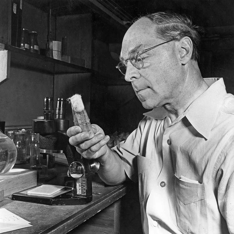 Hermann J. Muller examining a phial of fruit flies in his basement laboratory. | Photo from Encyclopædia Britannica, Inc.