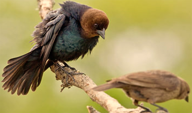Male and female Brown-headed Cowbird.