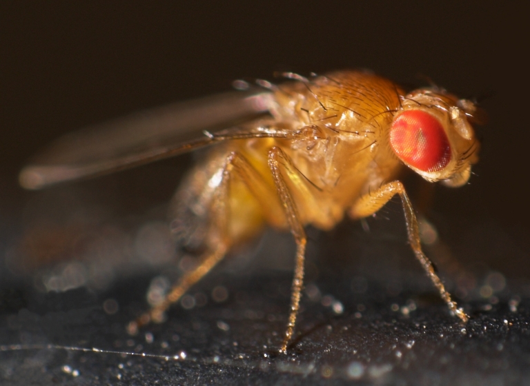 A fruit fly in the species Drosophila melanogaster﻿. Photo courtesy Thomas Wydra (Wikimedia Commons)