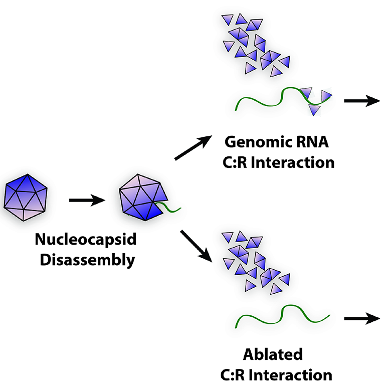 Figure demonstrating nucleocapsid disassembly--splitting into two alternatives:  1. Genomic RNA C:R Interaction TO Efficient Genomic RNA Function/Translation TO Increased viral growth kinetics, reduced IFN induction, increased virulence.  2. Ablated C:R Interaction TO Inefficient Genomic RNA Function/Instability TO  Decreased viral growth kinetics, increased IFN induction, decreased virulence.