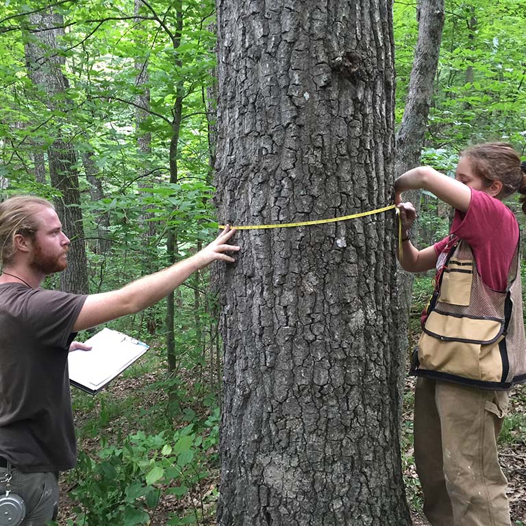 Two members of the field crew measure a tree while recensusing the IU Forest Dynamics Plot in Lilly-Dickey Woods in 2017.