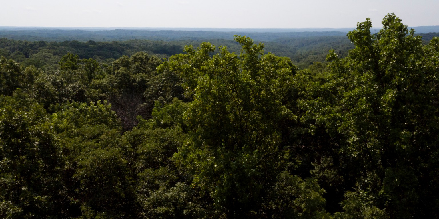 A bird's eye view of Lilly-Dickey Woods.