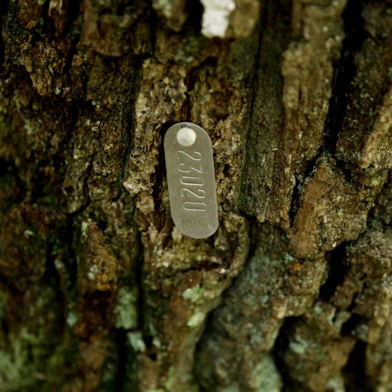 A numbered metal tag affixed to a tree.
