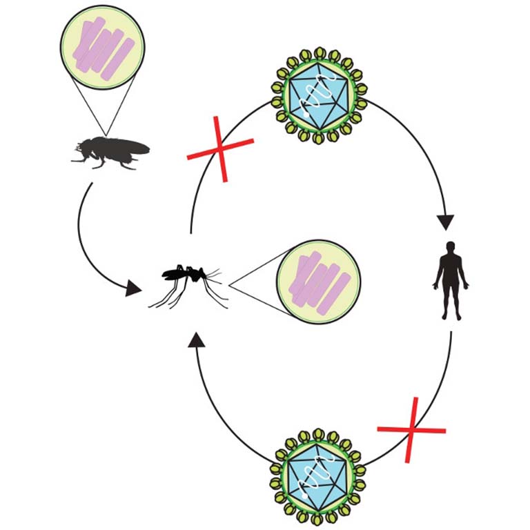 Diagram demonstrating the transmission of Wolbachia bacteria from fruit flies to mosquitoes which in turn appears to block the transmission of viruses to humans.