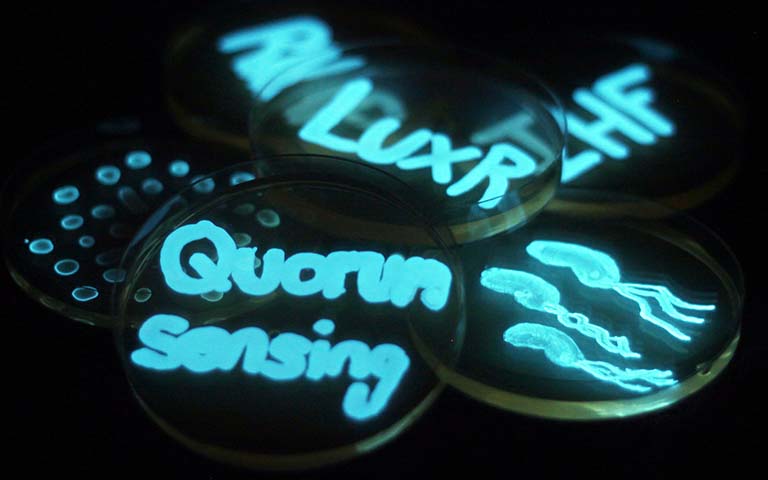 bioluminescent bacteria spelling out words on plates