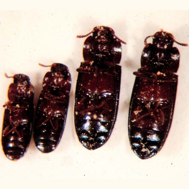 four varieties of the flour beetle Tribolium castaneum