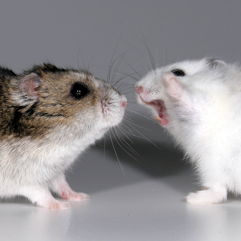 A female hamster displays aggressive behavior toward another hamster.