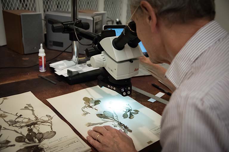 Associate Curator Paul Rothrock examines a pressed plant specimen to confirm/correct its identification.