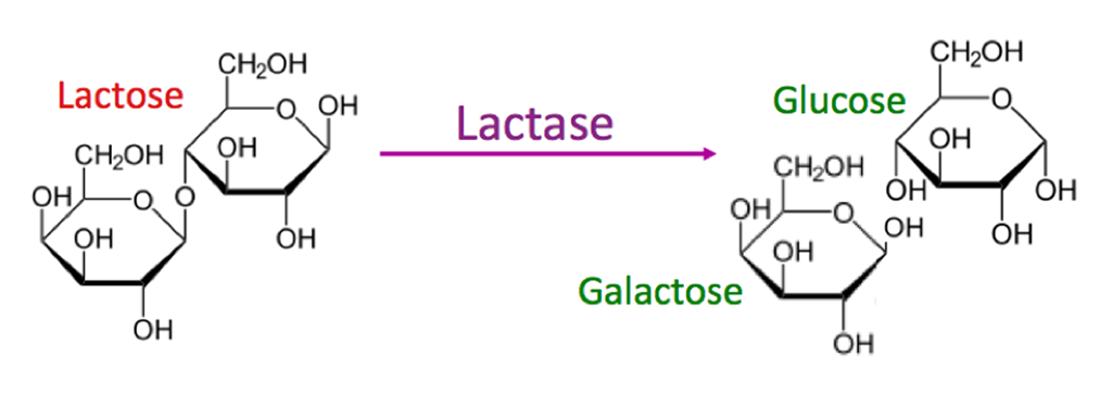 Illustration showing how the lactase enzyme breaks down the sugar lactose into two smaller sugars that can be absorbed in the small intestine.