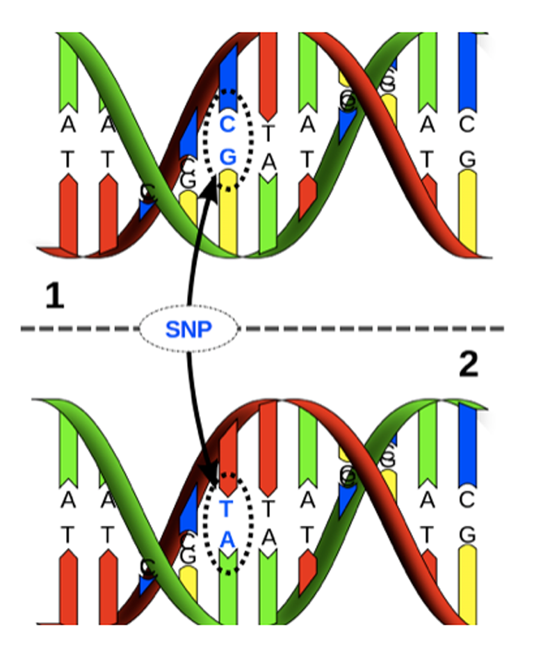 An illustration of SNP, located 13910 base pairs in front of the lactase gene, has the DNA base pair C:G replaced by a T:A.