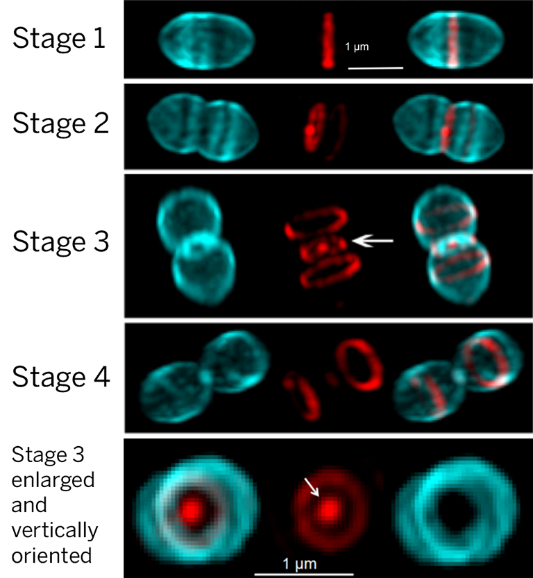 Super-resolution micrographs of Streptococcus pneumoniae cells labelled with probes for PG synthesis.