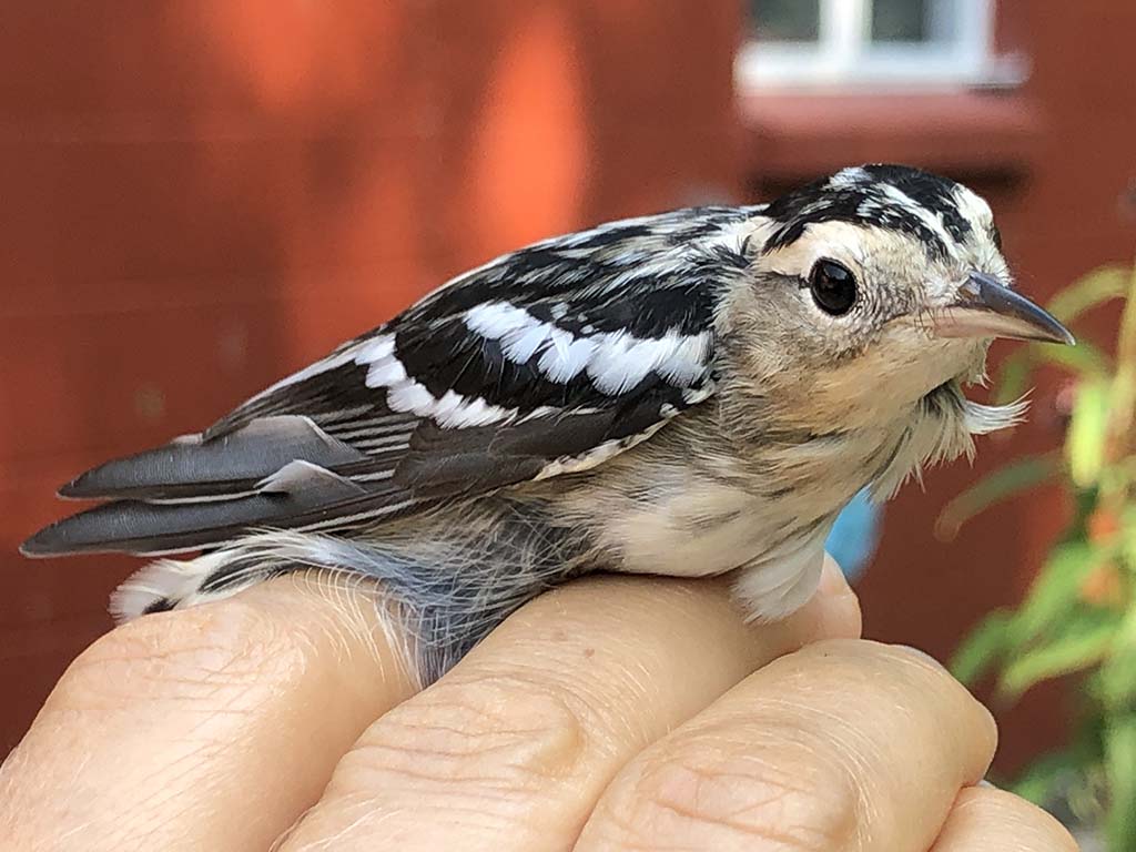A female Black-and-white Warbler.