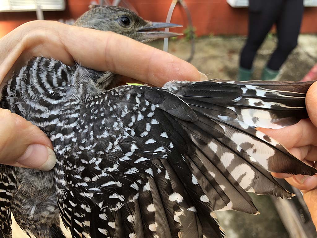 An immature Red-bellied Woodpecker.