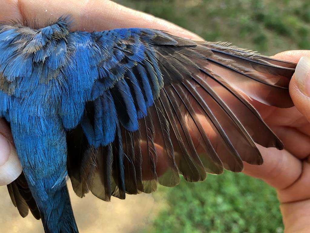 Indigo Bunting.