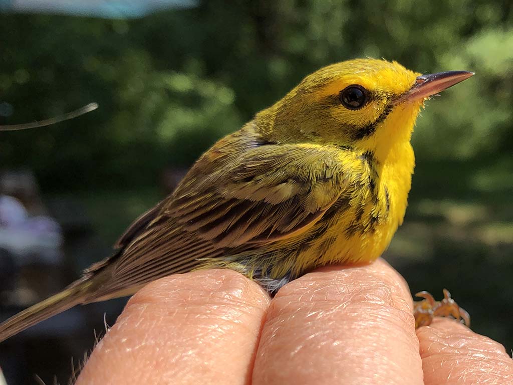 Prairie Warbler.