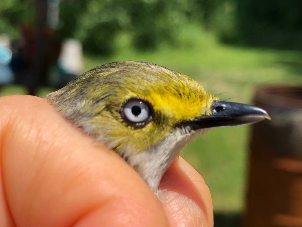 Close-up of the face of a White-eyed Vireo.