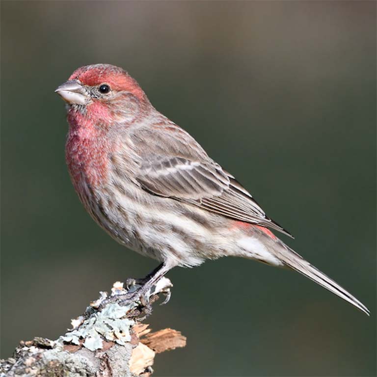 Male House Finch perches on a twig.