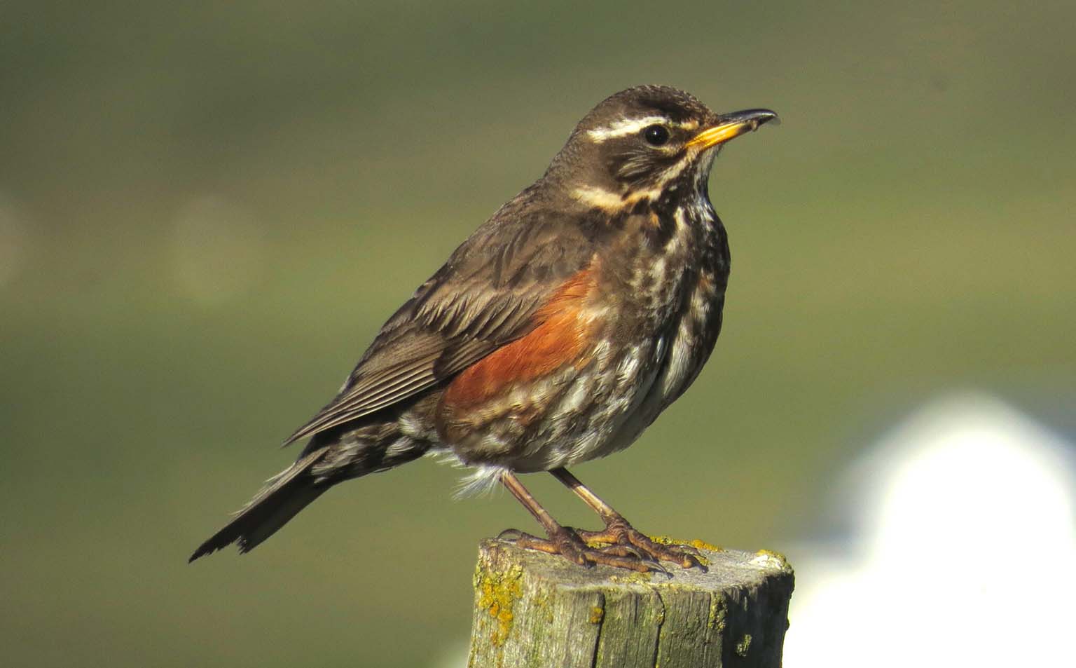 Redwing perched on wooden post.