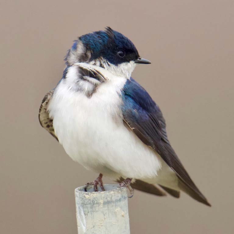 Tree Swallow perches on top of a metal post.