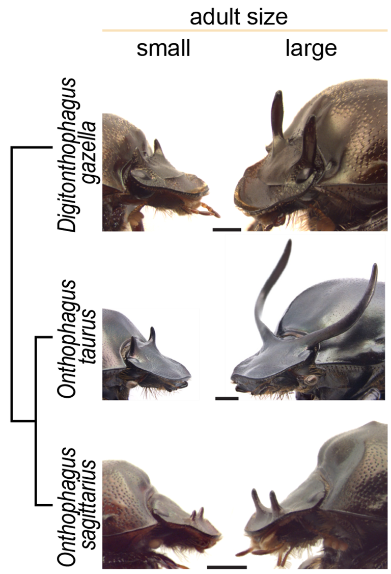 Small, low-nutrition males (left) and large, high-nutrition males (right) of the three species of beetle used in this study and their phylogenetic relationship.