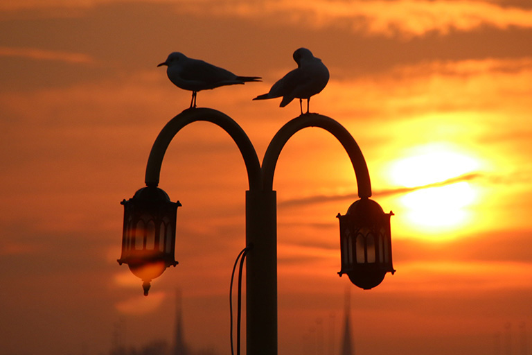 Two birds perch on a lamppost at twilight.