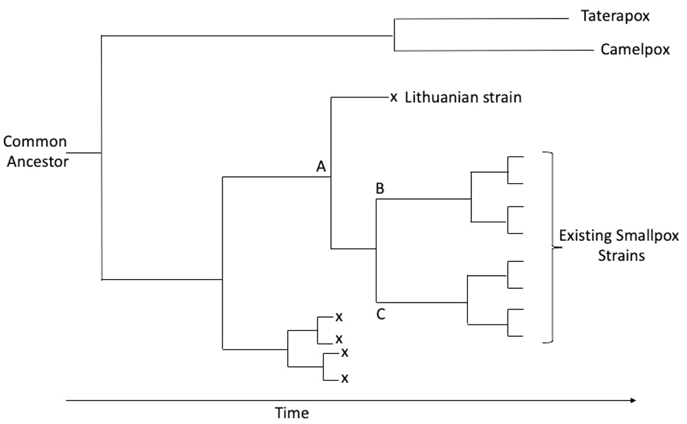 Model phylogenetic tree illustrating how an ancestor, A, could have led to the current two groups of smallpox strains, B and C.