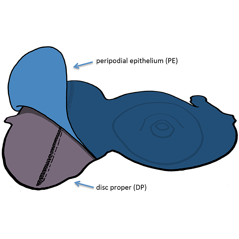 A drawing of the Drosophila eye-antennal disc (purple) and the overlying peripodial epithelium (blue).