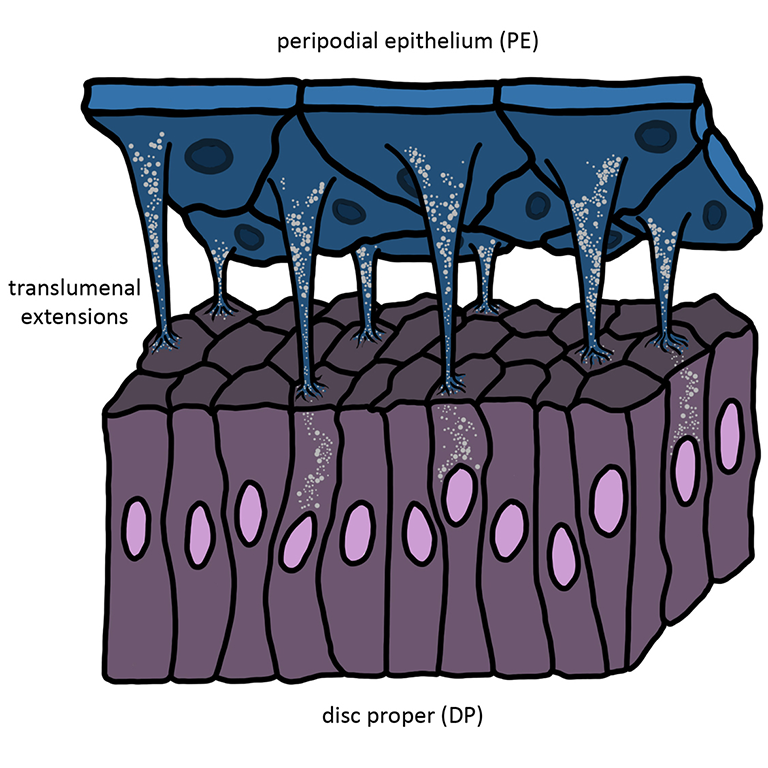 A drawing of the translumenal extensions that connect the peripodial epithelium (blue) to the disc proper eye-antennal disc (purple) in Drosophila.