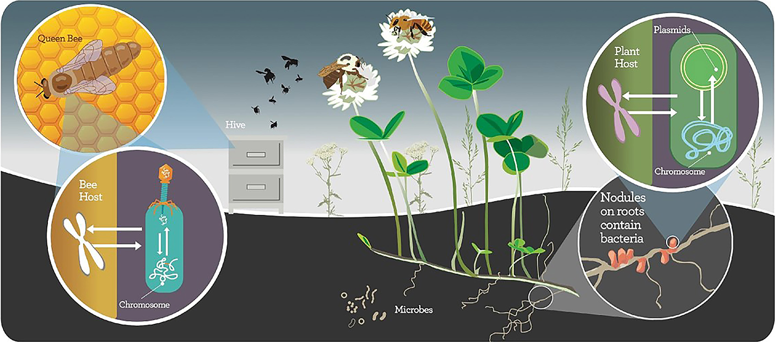 Drawing showing nested networks among honey bees and clover.