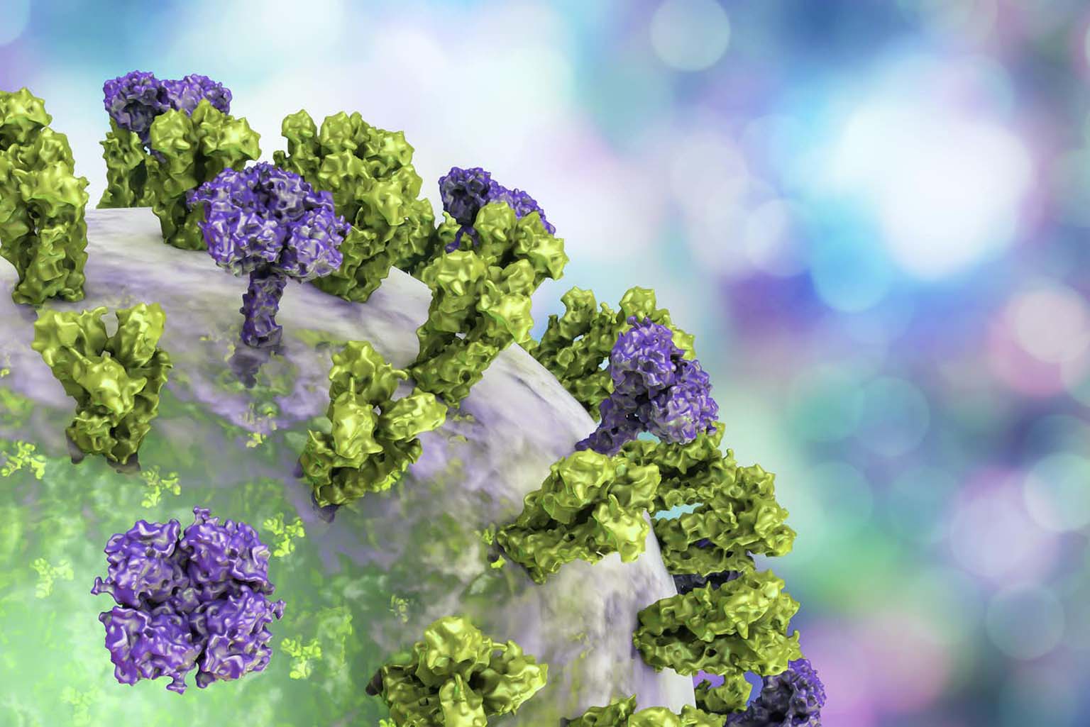 Avoiding the vigorous immune response to the protein’s head means the immune cells can concentrate on the more stable stalk of the protein as seen in this illustration.