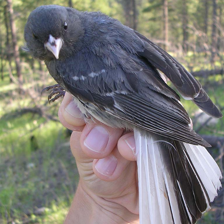 Dark-eyed junco (Junco hyemalis carolinensis).