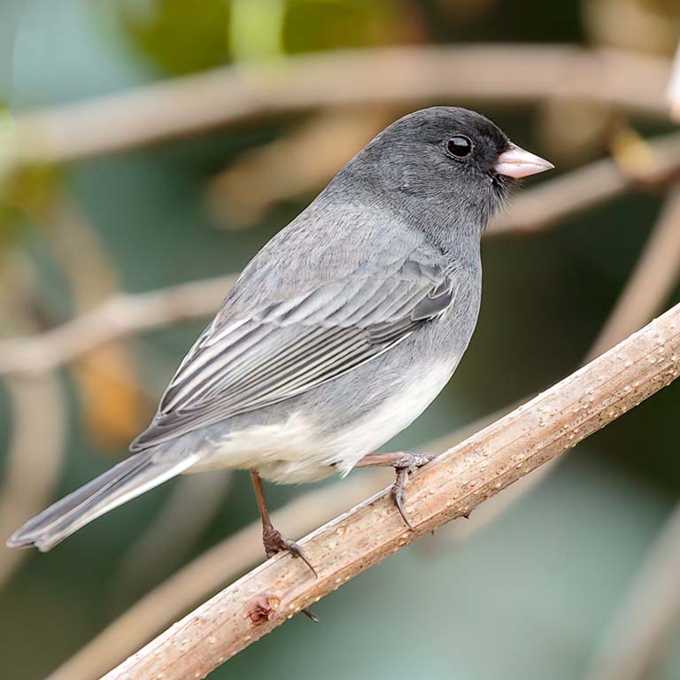 A male Dark-eyed Junco perches on a tree twig.