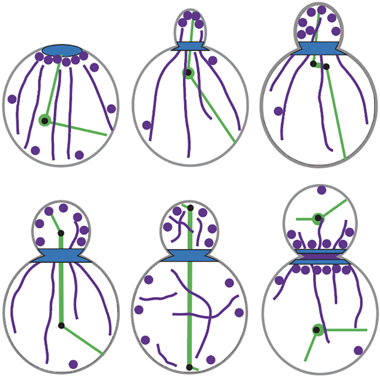 Illustration of actin filament and actin patch localization throughout the budding yeast cell cycle.