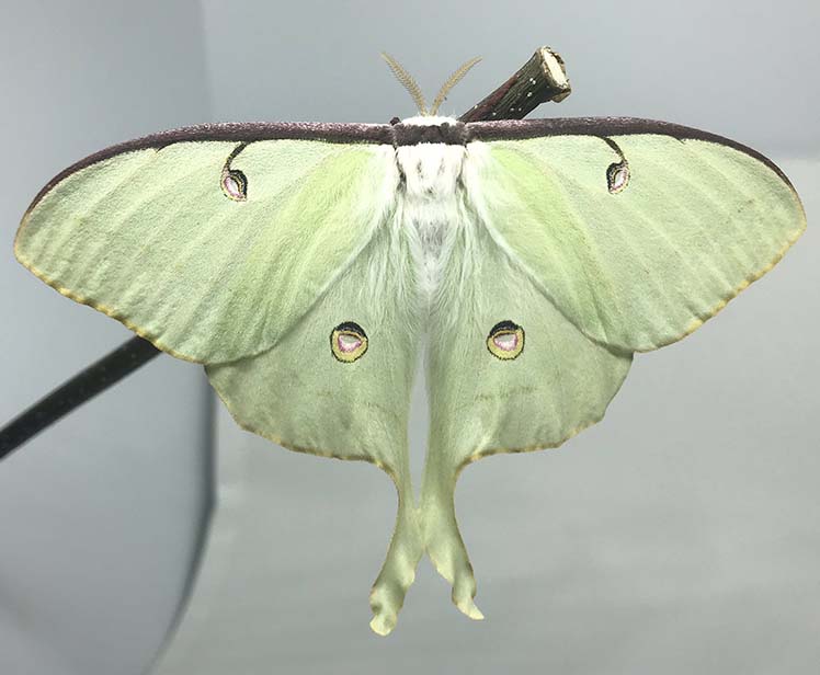 Luna moth by Eduardo Duro, 2020.