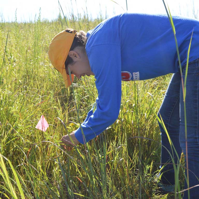 Emma Boehm tagging partridge pea plants in the field for an experiment evaluating adaptive capacity of natural populations.