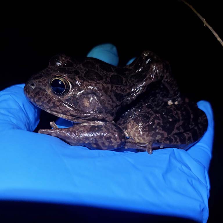 Crawfish frog.