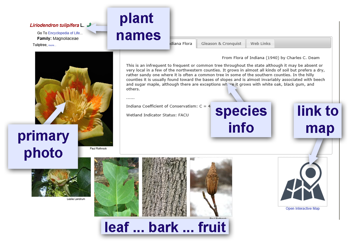Sample species page for Liriodendron tulipifera from the Midwest Consortium of Herbaria website, pointing out "plant names," "primary photo," "species information," "leaf, bark, fruit," and "link to map."