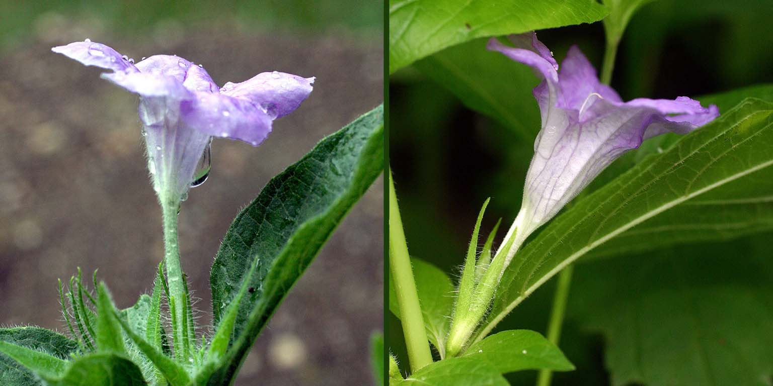 Comparing the lavender blooms of Ruellia humilus and R. strepens, demonstrating the differences, including the relative lengths of the corolla tube and sepals.