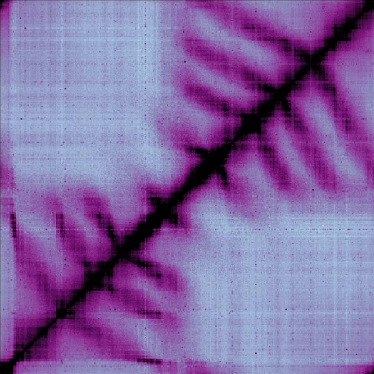 Presented here is the overlay of eight Hi-C contact maps showing that DNA alignment by SMC complexes do not pass the terminus region irrespective of the position of SMC complexes’ loading sites.