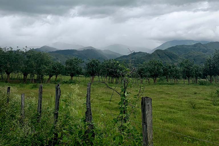 Typical field site in Catamayo, Ecuador:  A fencerow of weathered, different-sized wooden posts and horizontal rows of wire is in the foreground.  Behind the fence is what appears to be grazed pasture with a section of small trees (or large shrubs) with a straight browse line.  The bluish green Andes Mountains and a sky of gray clouds is seen in the background.