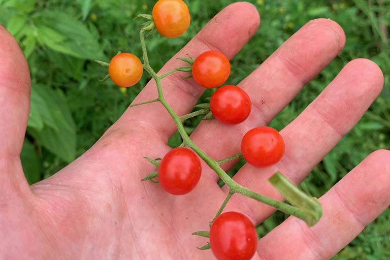 Fruits of Solanum pimpinelifollium. Taken in Quevedo, Ecuador.  Resting on the palm of a person's hand is a green stem with seven globular fruits (about 0.5 to 0.75 inches in diameter) arranged alternately on the stem.  The lower five fruits are red; the last two fruits on the stem aren't totally ripe, so are yellowish orange in color.  Look similar to domestic cherry tomatoes.