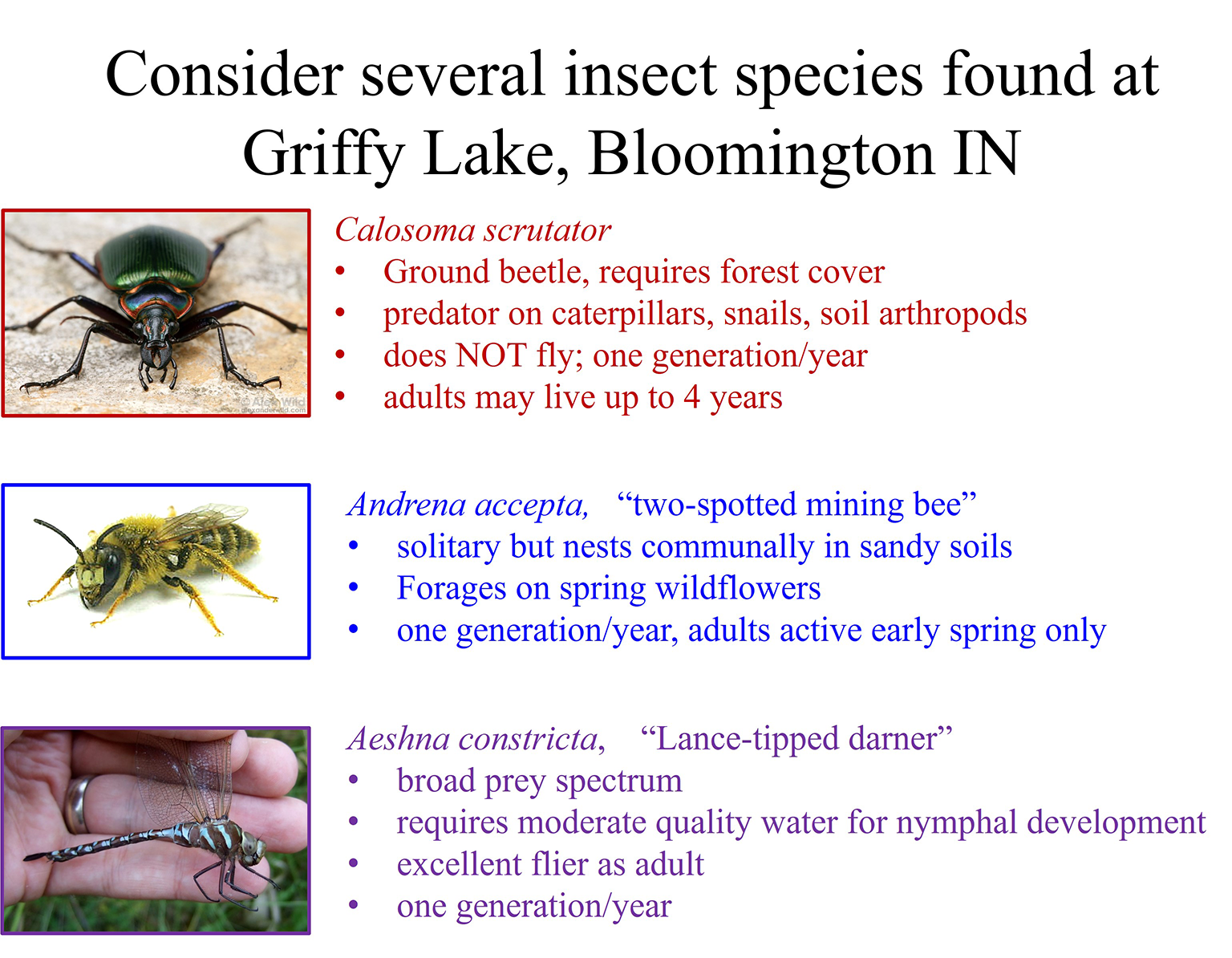 A slide with images of the three insects (ground beetle, two-spotted mining bee, and lance-tipped darner) IU Professor Armin Moczek and Bloomington High School South science teacher Kirstin Milks selected as part of their lesson on the long-term, local effects of climate change in Bloomington, Ind.