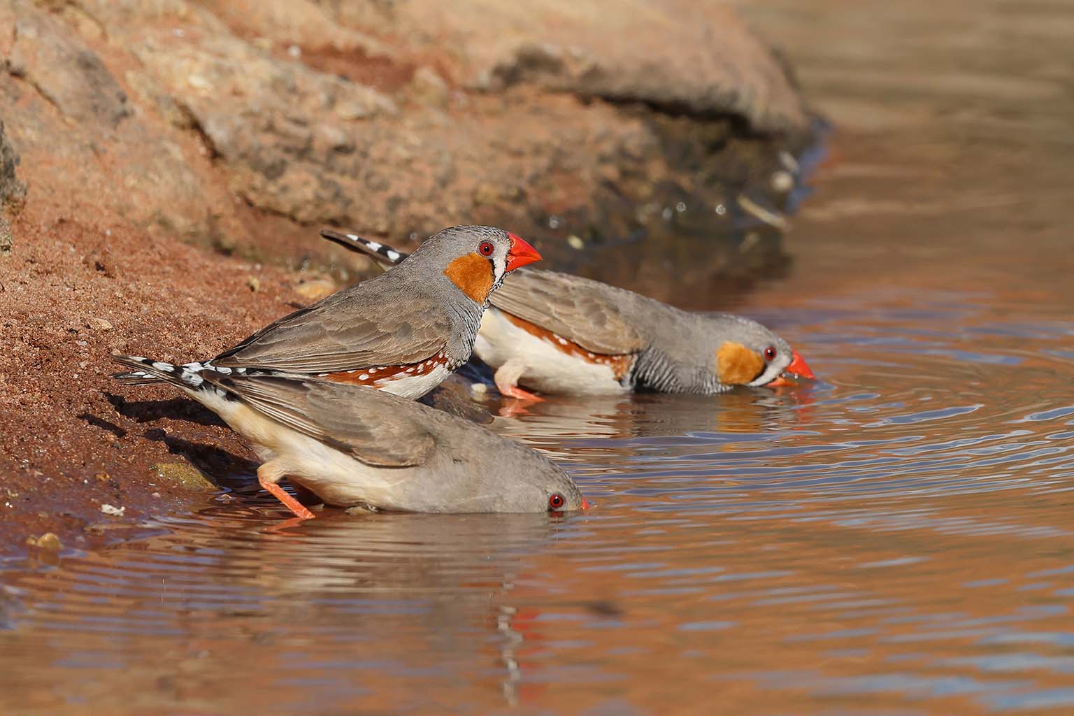Two Zebra Finches drink from the edge of a pool of water while a third one stands between them.