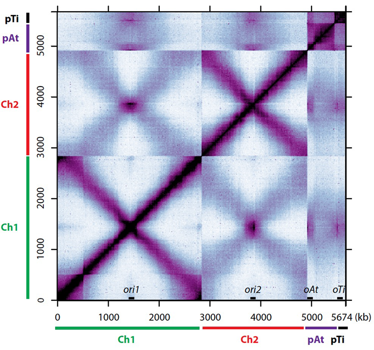 Genome-Wide Chromosome Conformation Capture experiment revealed the organization pattern of the A. tumefaciens genome. (image courtesy of Xindan Wang)